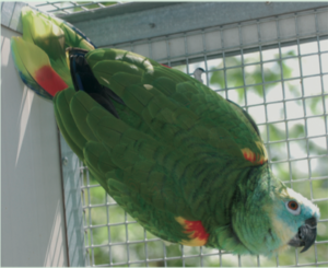 Amazona proveniente dal centro-sud dell’Argentina. A sinistra il maschio e, a destra, la femmina (Allevamento Garani)