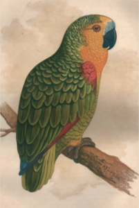 Amazona aestiva brasiliana (dipinto di A. Flydon, 1900) tratto da: Speaking parrots, dott. K. Russ