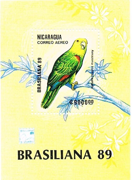 Amazzone testa gialla Nicaragua