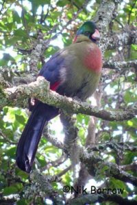 Il turaco Ruwenzori, in pausa silenziosa nella zona di Mgahinga-Ruanda.