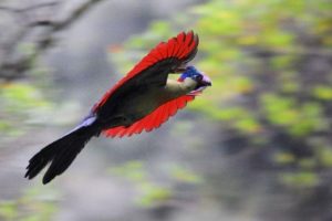 Il turaco del Ruwenzori, in volo lobrato verso un ficus