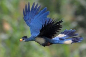 In volo si lancia verso spazi aperti il grande turaco delle montagne africane del Ruwenzori.