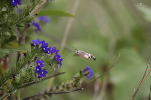 Macroglossus stellatarum, così detta Sfinge simile per movimento al colibrì.