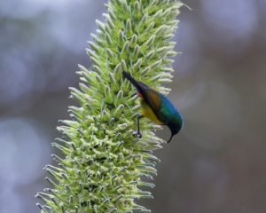 Tangara regia su Lobelia aberdarica