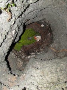 Uno scatto notturno al nido , con la presenza della mamma.