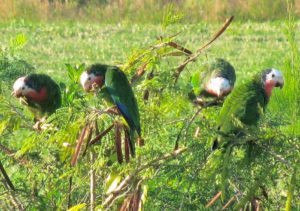 abaco parrot