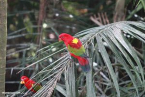 Lorius garrulus flavopalliatus