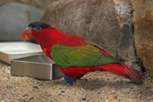 Lorius domicellus in cattività, mentre consuma il pasto a terra in una mangiatoia.