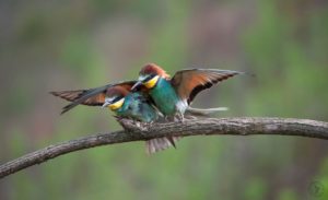  Italiano: Tordo marino, gheipè, aparulo, appizza-ferru, piàna. Francese: Le guieper. Tedesco : Der gelbkehliger. Inglese: The common Bee eater. 