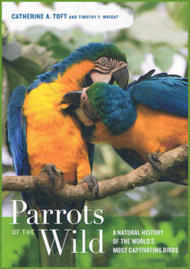 Parrots-on-the-wild-1