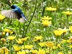 sunbird palestine