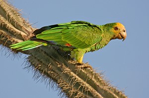 Tra le spine del cactus 