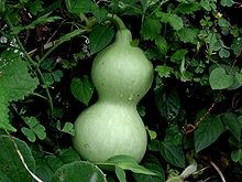 zucca di calabasch (Lagenaria siceraria)