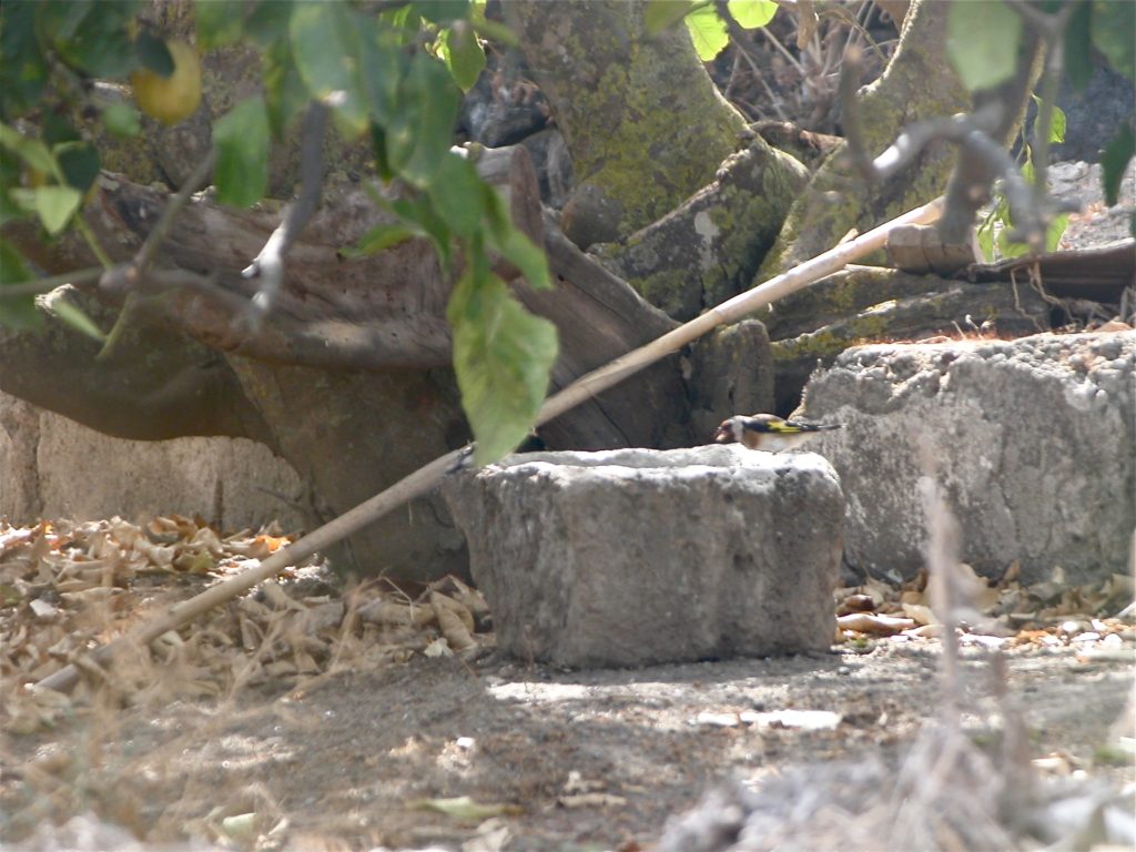 Il primo avvistamento sotto un albero di limoni e su una pietra cava, un maschio di cardellino.