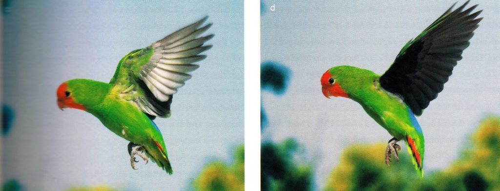 La sostanziale differenza tra femmina a sx e maschio a dx, è data dalla colorazione chiara o scura del sotto ala, come ben evidenzia la foto di Cyril Laubscher ,2012.
