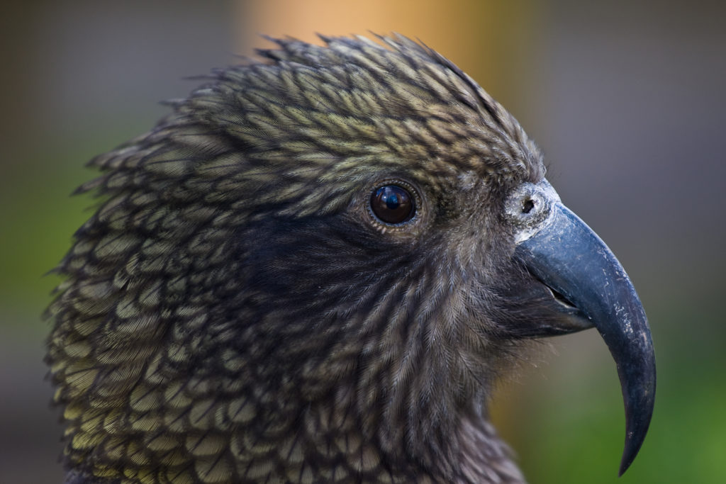 kea